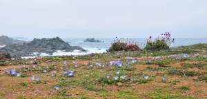 S1895 - Pichidangui flowers