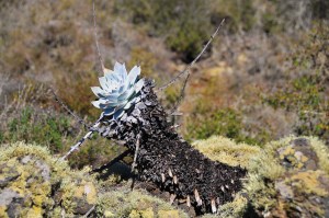 Dudleya anthonyi (s197)