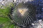 Echinocactus platyacanthus