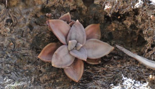 Echeveria xichuensis