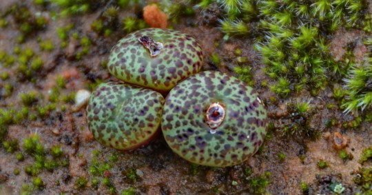 Conophytum obcordellum 