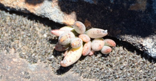 S2579 Adromischus sp