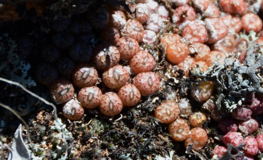 S2579 Conophytum sp