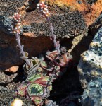 S2579 Crassula tomentosa