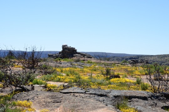 S2579 habitat overview
