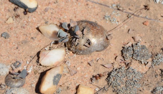 S2579 Othonna cacalioides