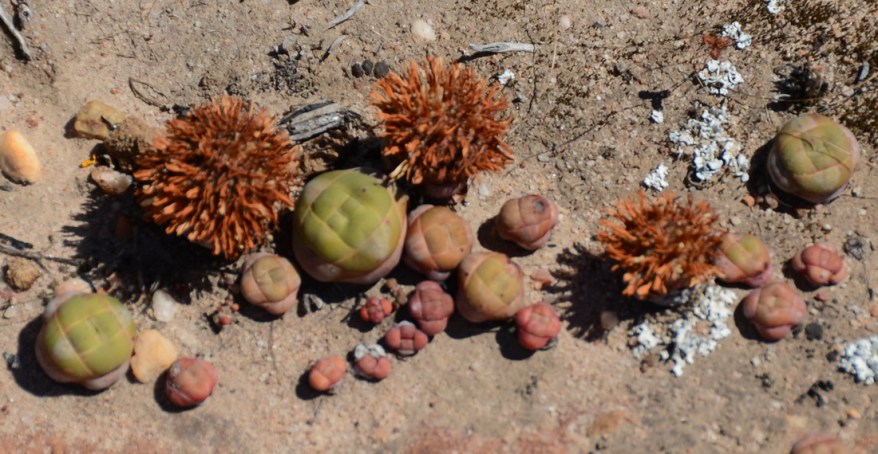 S2580 Crassula columnaris