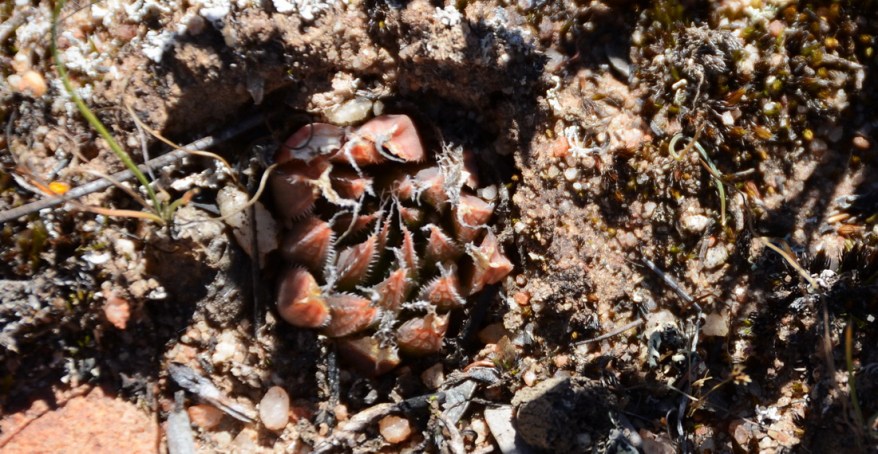 S2580 Haworthia arachnoidea
