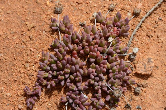S2587 Mesemb shrub, no flowers