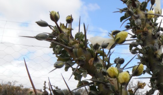 S2589 - Monsonia (Sarcocaulon) sp yellow flower