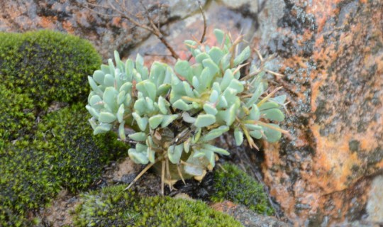 S2590 - Tylecodon pearsonii