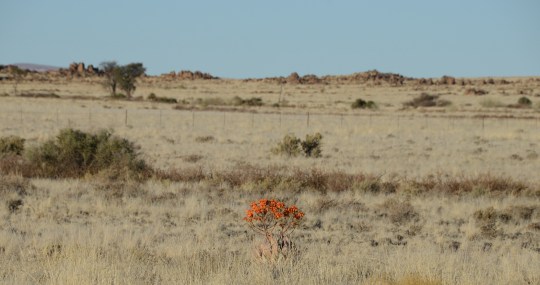 S2599 - Aloe hereroensis