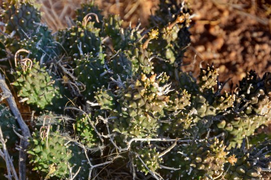 S2599 - Euphorbia sp