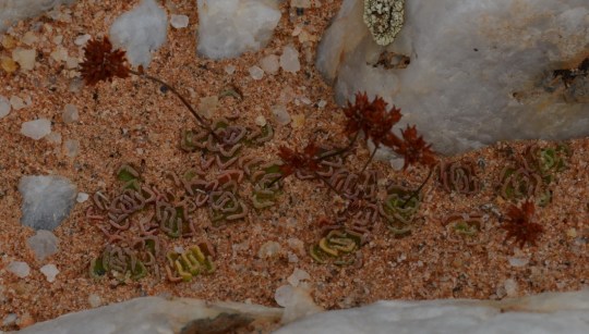 S2692 - Crassula susannae