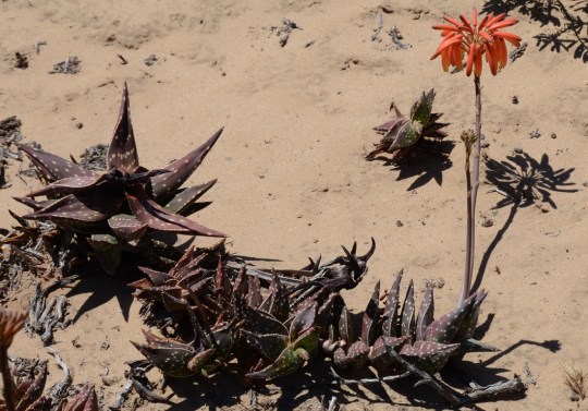 S2661 - Aloe arenicola