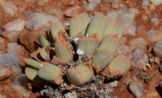 C2688 - Cheiridopsis subaequalis