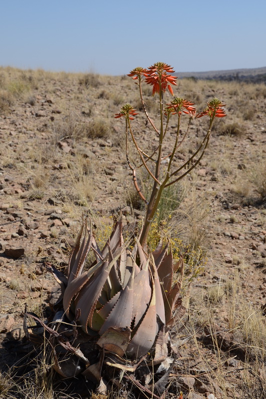 S2610 - Aloe hereroensis