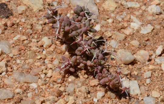 S2645 - unidentified sp