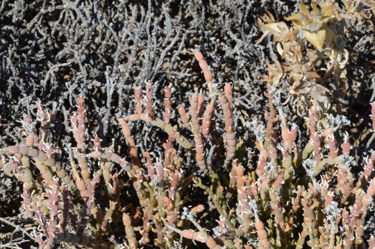 S2648 - unidentified Mesemb