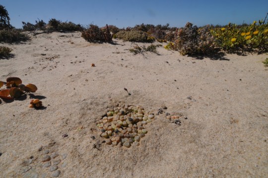 S2657 - Fenestraria rhopalophylla
