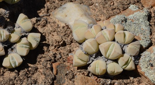 S2659 - Argyroderma sp