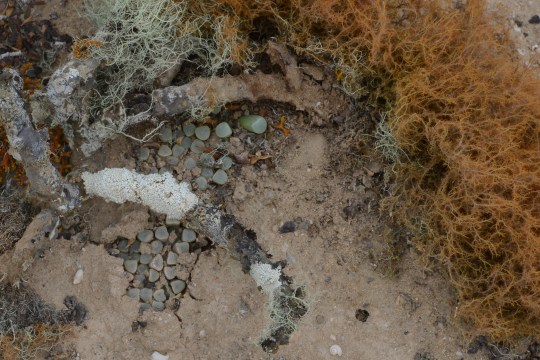 S2664 - Fenestraria rhopalophylla ssp. aurantiaca