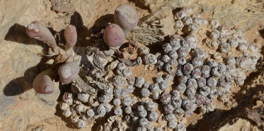 S2665 - Conophytum sp