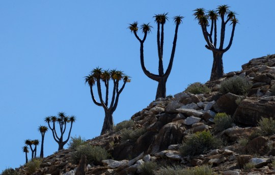 S2666 - Aloe pillansii