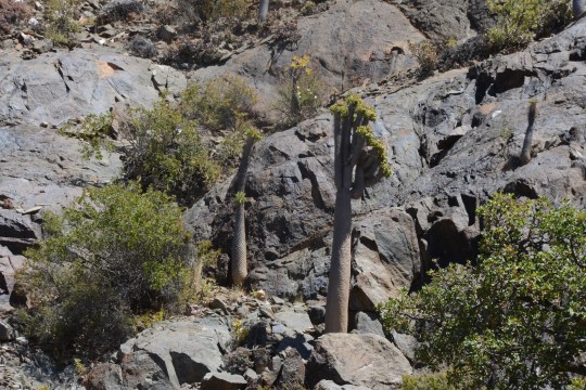 S2668 - Pachypodium namaquanum