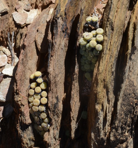 S2669 - Conophytum sp