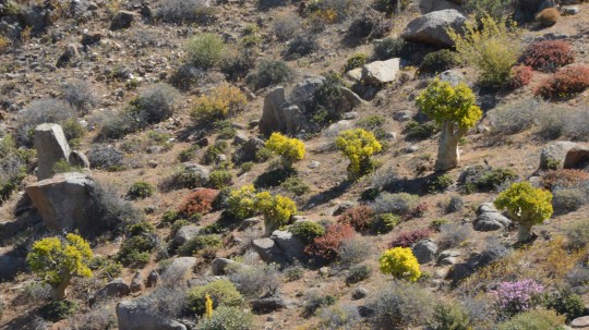 S2671 - Tylecodon paniculatus