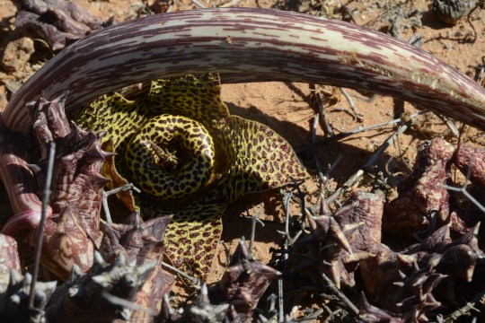 S2672 - Orbea carnosa