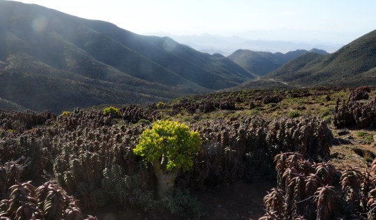 S2674 - Aloe pearsonii Tylecodon paniculatus