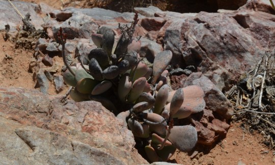 S2678 - Adromischus sp