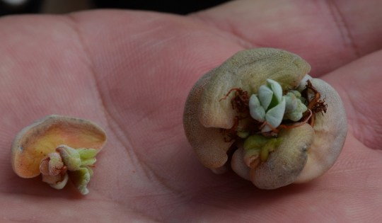 S2684 Crassula alstonii 