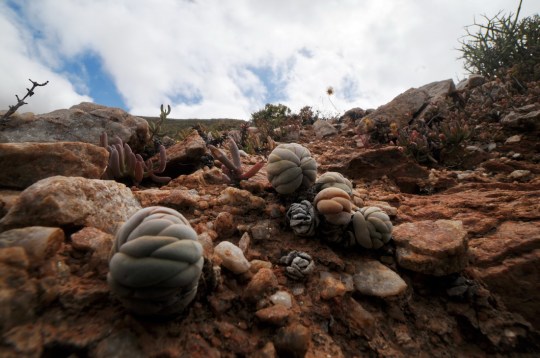 S2684 Crassula alstonii 