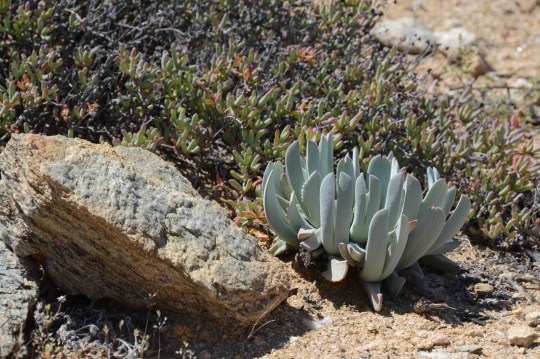 S2685 - Cheiridopsis sp