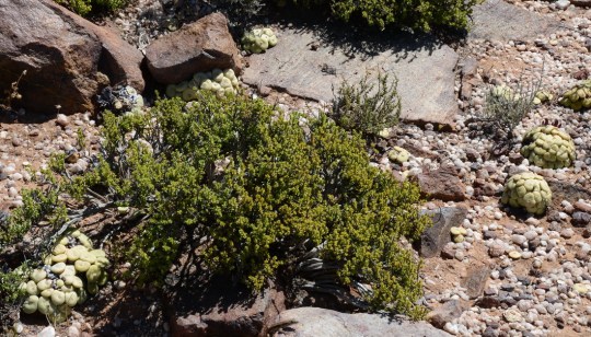 S2687 - Conophytum wettsteinii