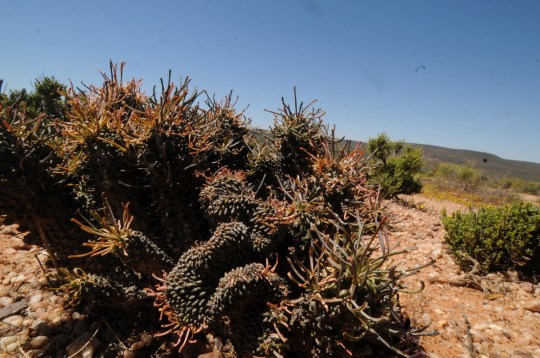 S2687 Euphorbia crest