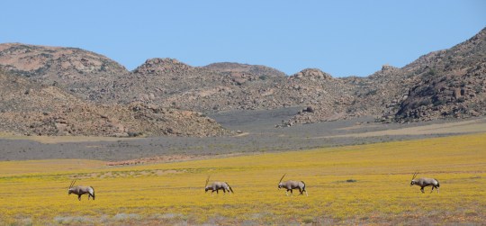 S2689 - Oryx at Goegap Nature Reserve