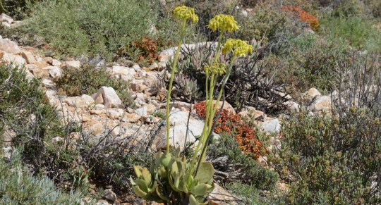 S2690 - Cotyledon sp