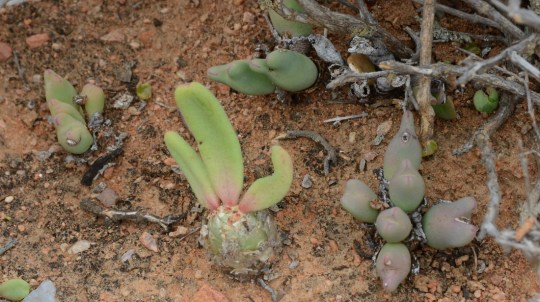 S2691 Conophytum and Tylecodon
