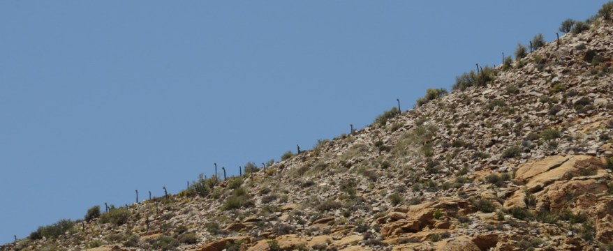 S2694 - Pachypodium namaquanum