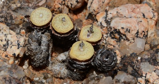 S2695 - Conophytum sp