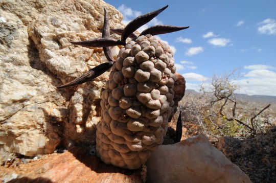 S2696 - Larryleachia cactiforme