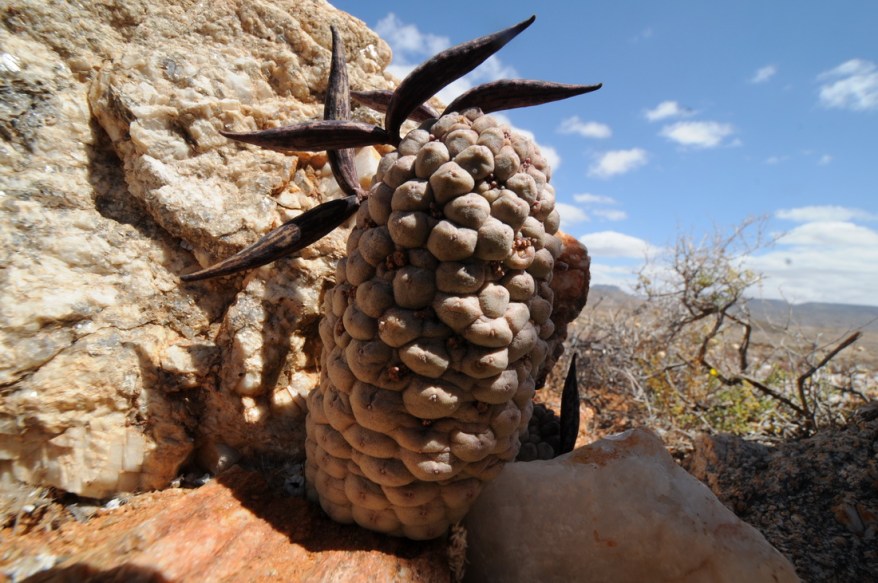 S2696 - Larryleachia cactiforme