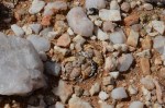 S2698 – C252 – TL Lithops marmorata&nbsp;elisae