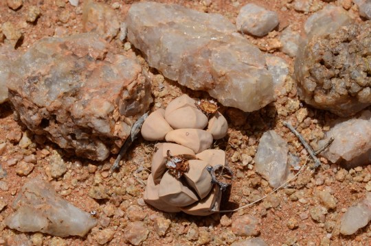 S2706 - Lapidaria margaretae