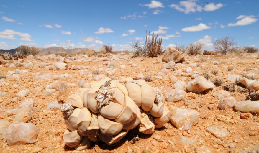 S2706 - Lapidaria margaretae