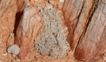 S2709 – Avonia quinaria ssp&nbsp;quinaria
